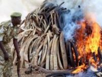 KENYA'DA 15 TON FİL DİŞİ YAKILDI